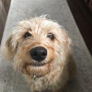 Meet your Posher, Sam